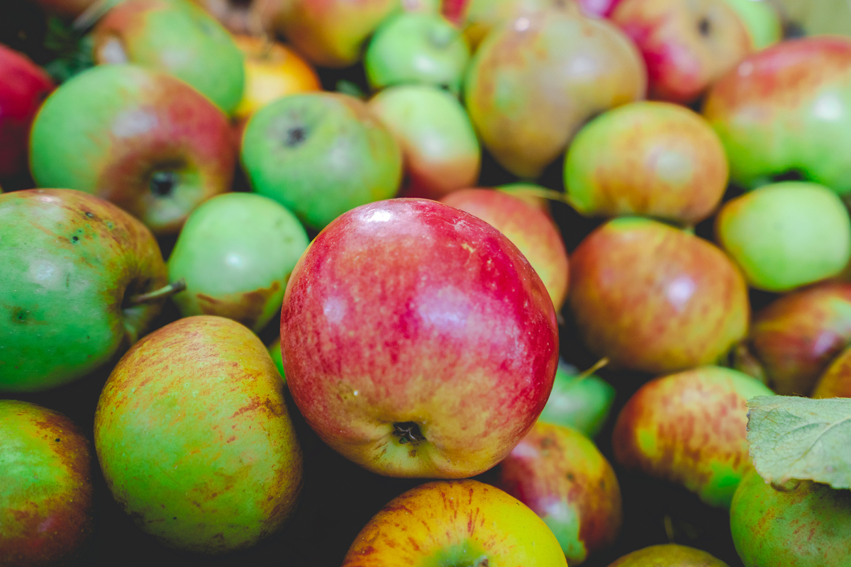 Apples from the Mont Saint Michel bay - Terroir - R'cettes bin d'ché nous