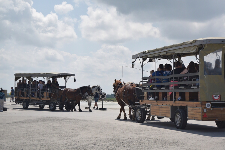 Horse drawn carriage