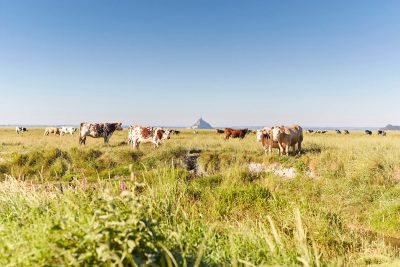 The bay of Mont Saint-Michel, Normandy side