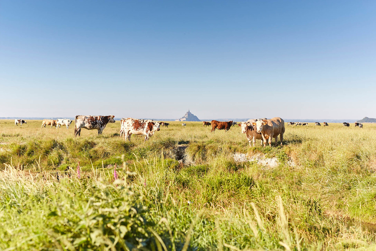 The bay of Mont Saint-Michel, Normandy side