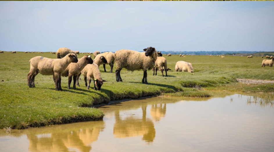 Aux Arts Salés – Élevage d’agneaux de pré-salé