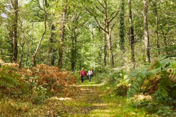 Le Bois d’Ardennes
