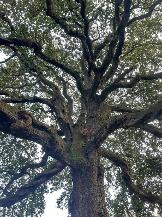 G1300-b720047cf2164b15a04d2b405b1c4bf0