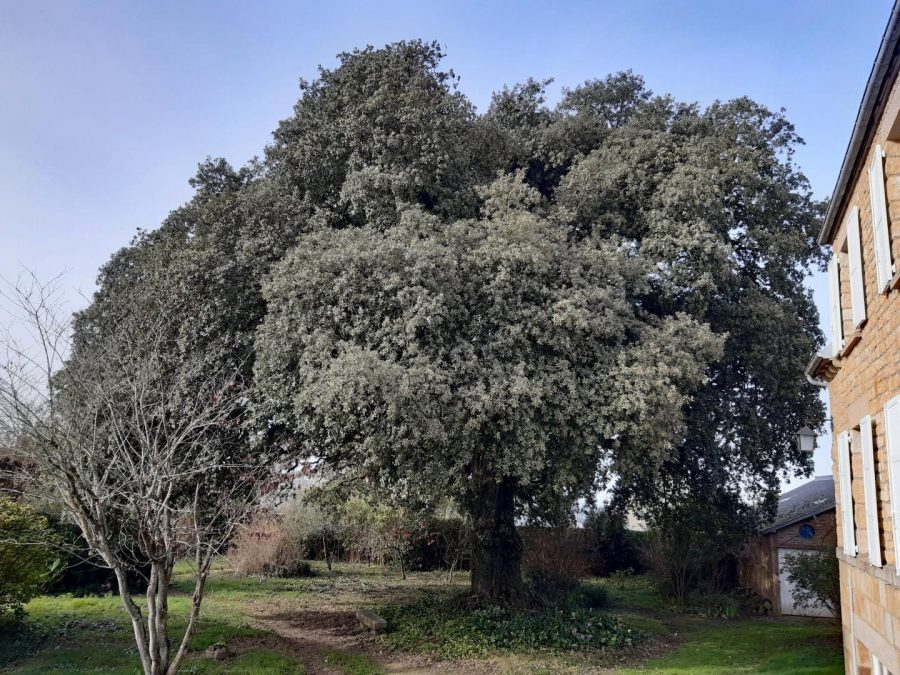 G1300-e7aa4684fee945f1af4b0fac0beb09ff