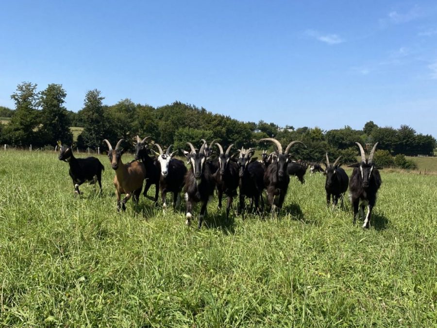 Gathemo-La-Manchevrette1