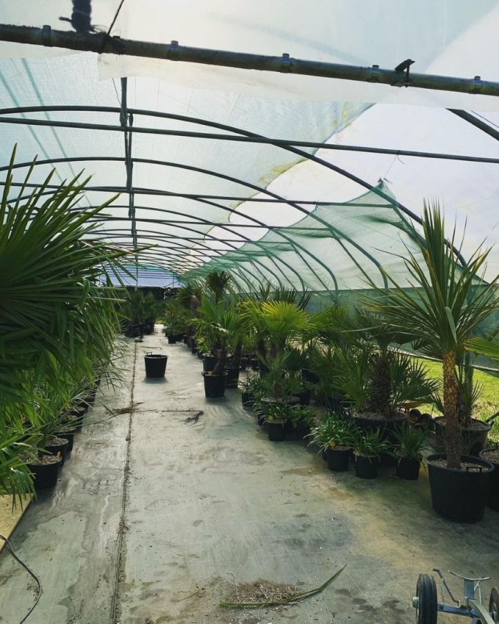 Mortain-Palmeraie1-2