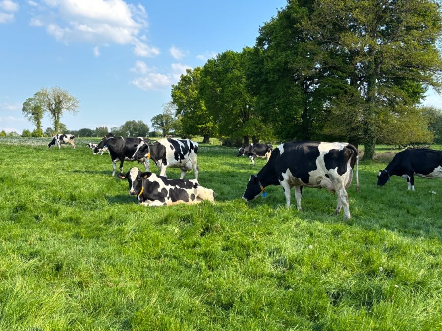 Nos-Vaches-Laitieres
