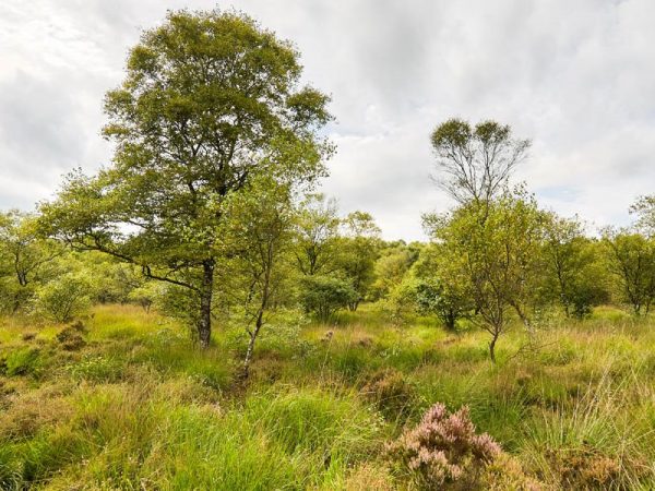 La Tourbière du Pré Maudit