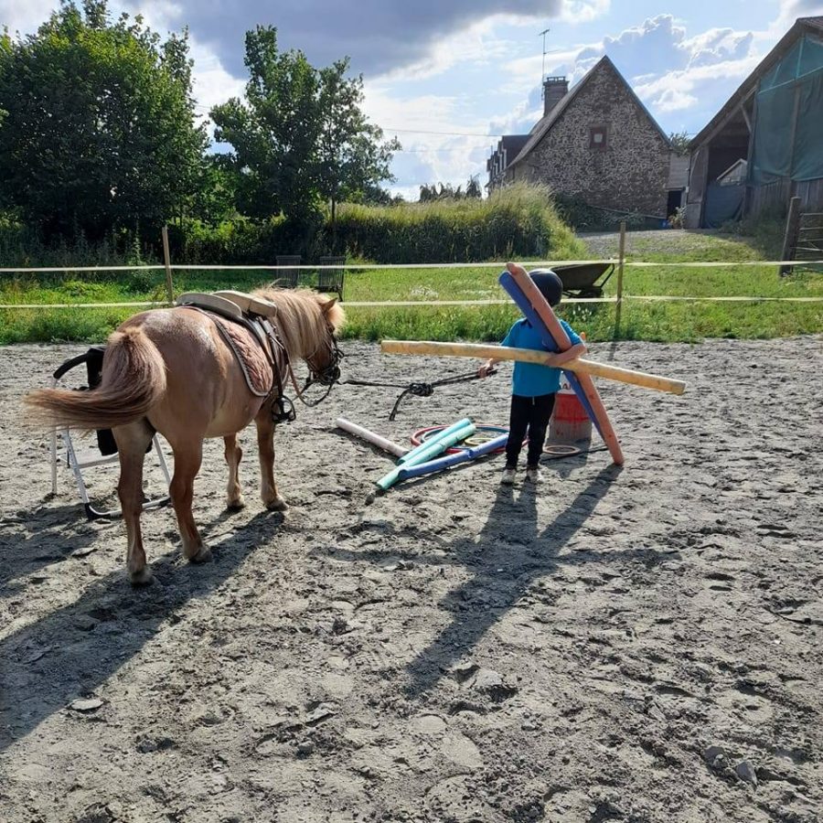 mediation-equine