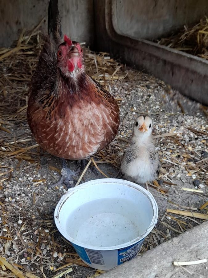 poule-2