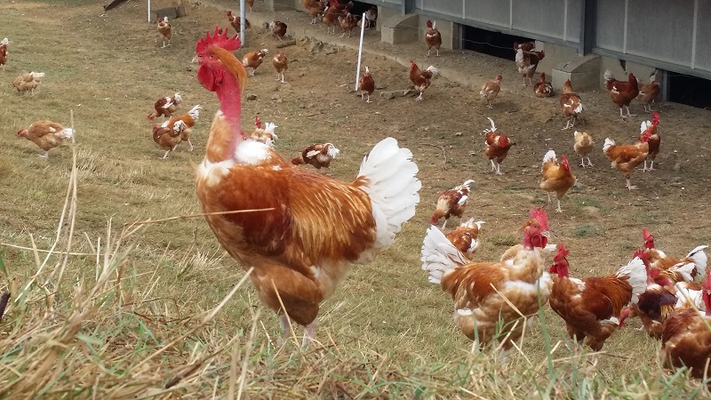 Ferme de la Binolais