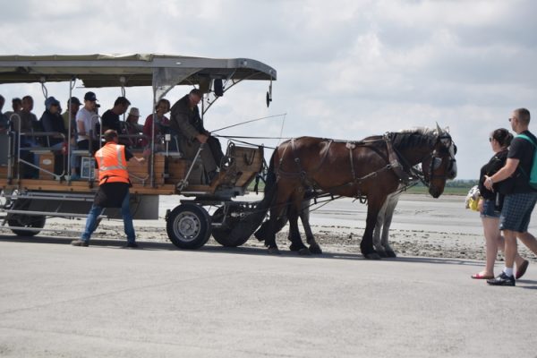 El coche tirado por caballos – Maringote