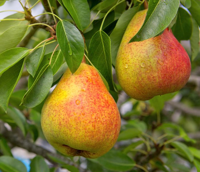 Poires - Normandie - Mont Saint - Michel - Poiré