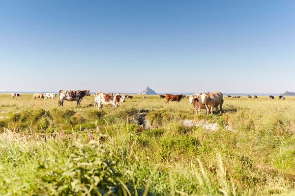 La bahía del Mont Saint-Michel, lado de Normandía