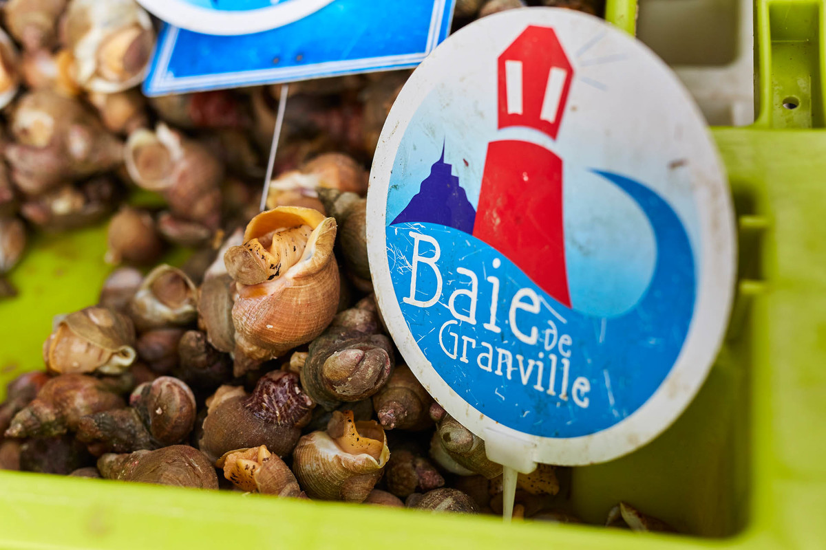 Bulots de Normandie - Baie du Mont Saint-Michel