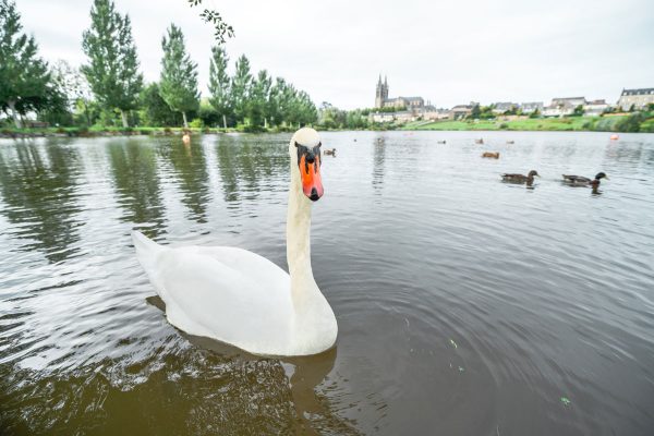 Saint Hilaire du Harcouët
