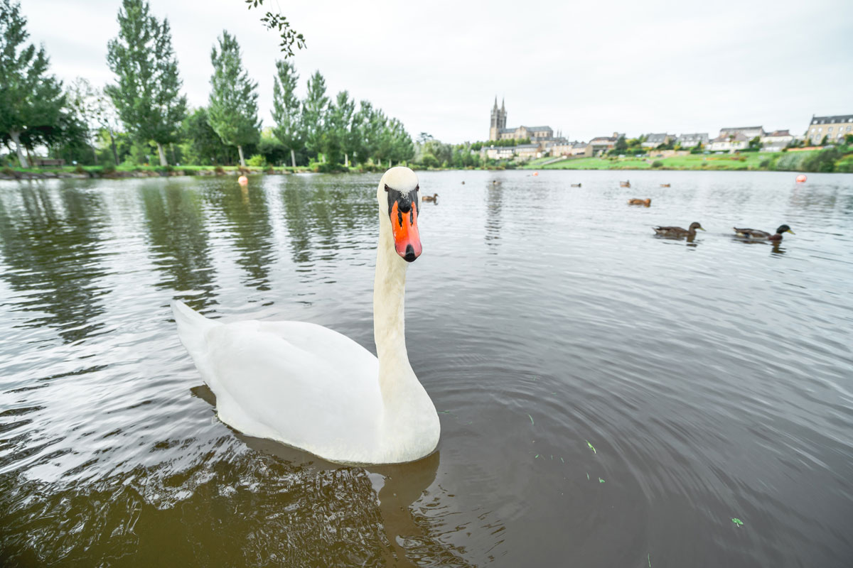 Saint Hilaire du Harcouët