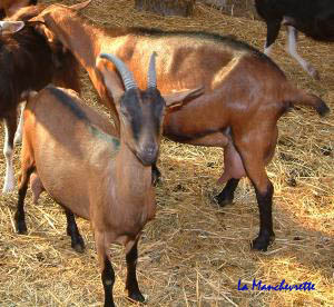 Chèvrerie La Manchevrette