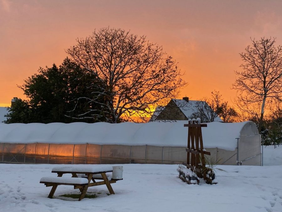 Romagny-Parcelle-Fleurie4