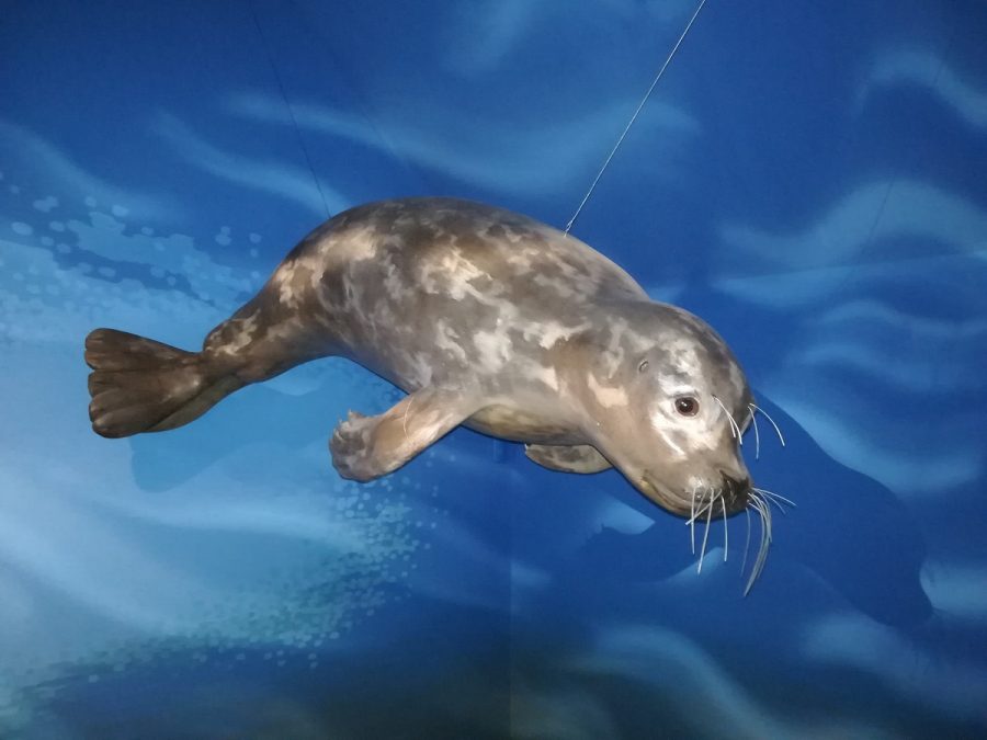 Vains-Ecomusee-de-la-Baie-Espace-aquatique-CD50