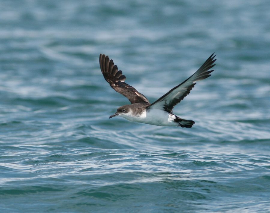 birding-mont-saint-michel-jullouville-5