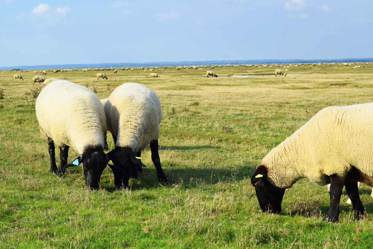 Moutons au Mont Saint Michel - pré salé