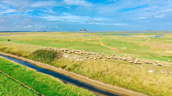 Les moutons de prés-salés