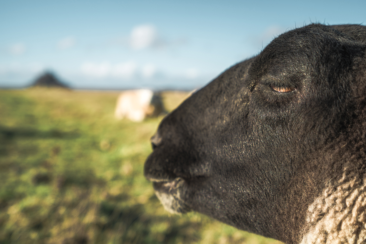 Moutons au Mont Sait Michel - pré salé
