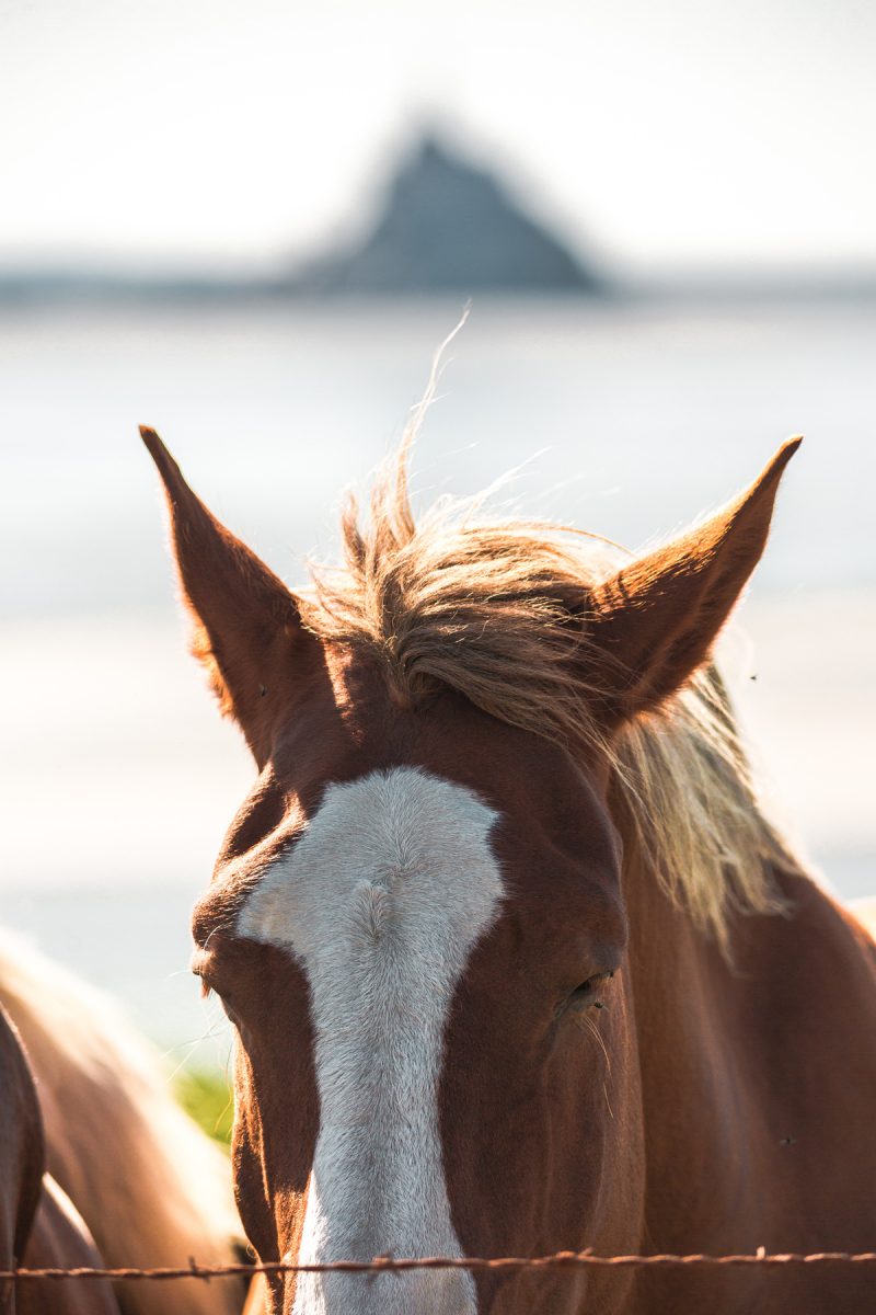 Cheval dans la Baie du Mont Saint Michel