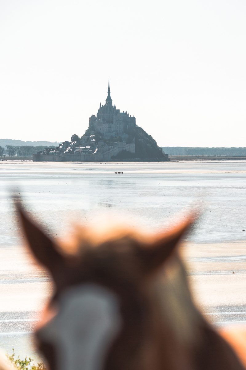 Cheval dans la Baie du Mont Saint Michel