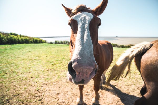 Le Cheval, star de la Normandie.