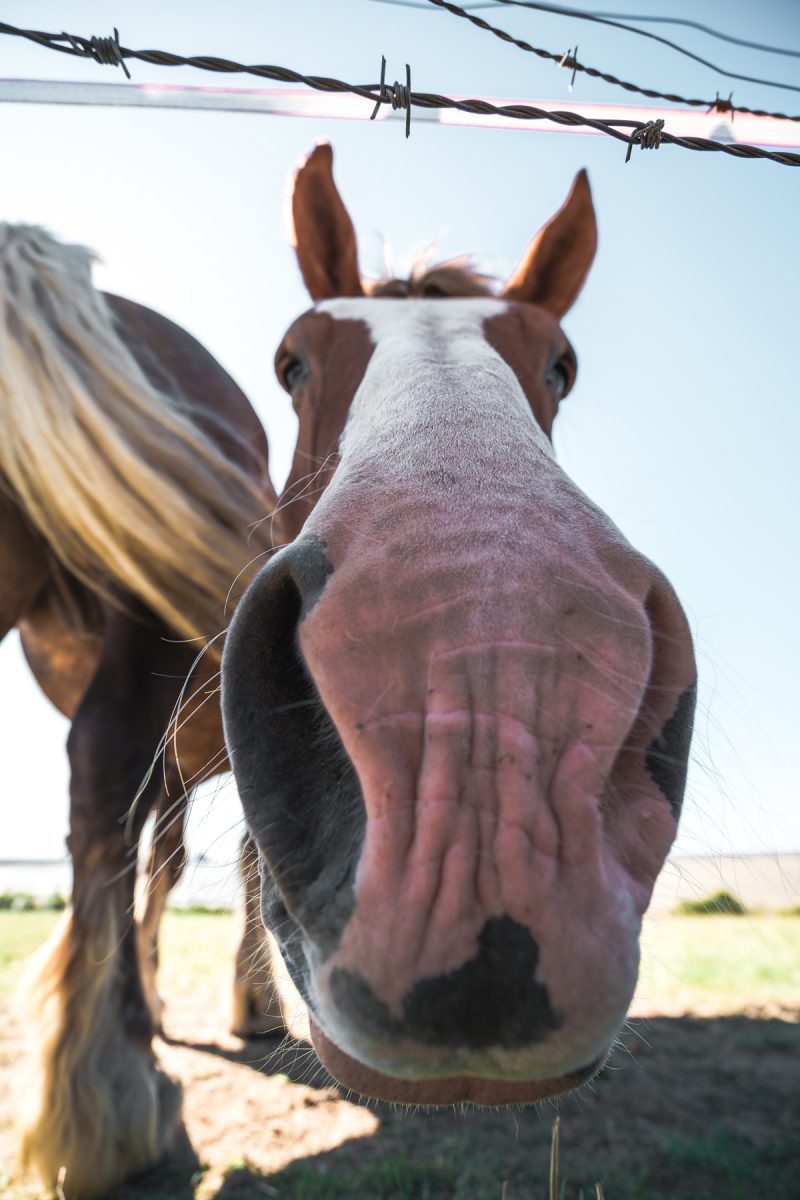 Cheval dans la Baie du Mont Saint Michel