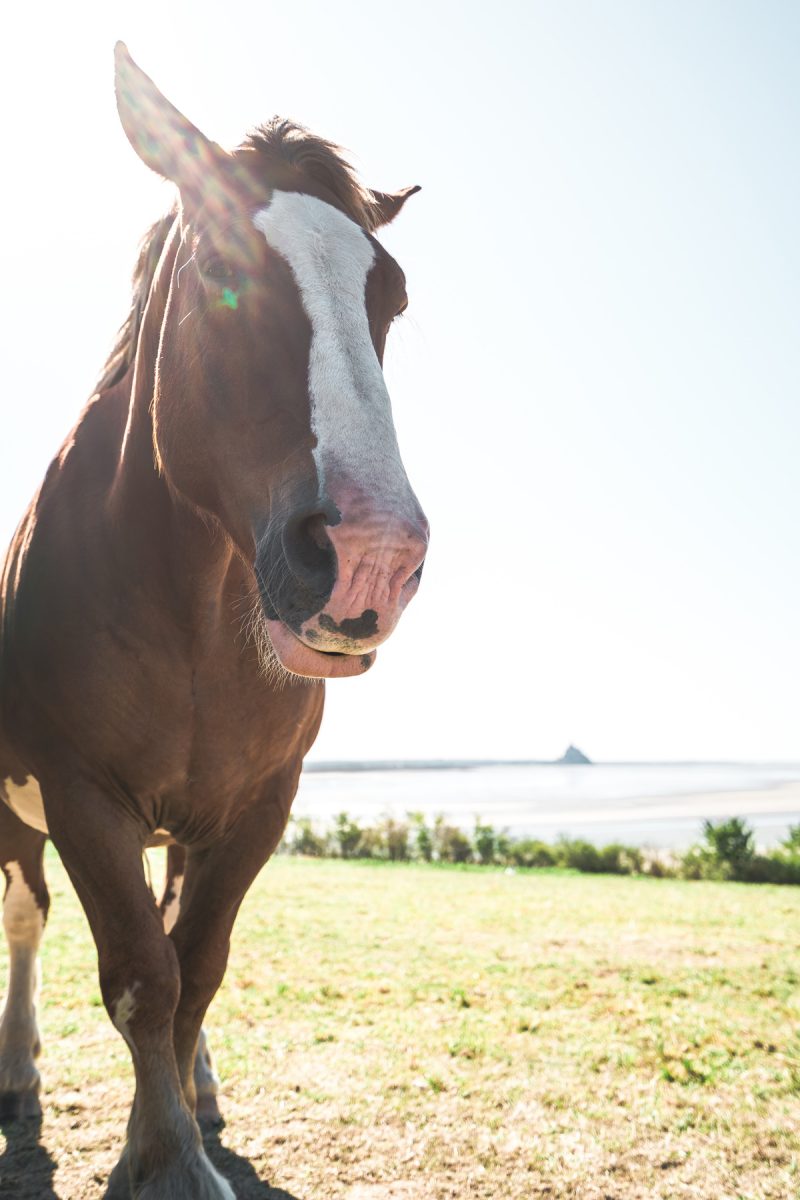 Cheval dans la Baie du Mont Saint Michel