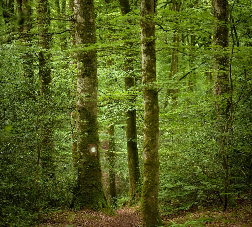 La Forêt de Villecartier, espace à vivre