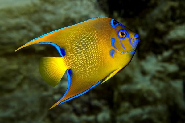 Grand Aquarium de Saint-Malo