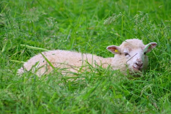 Evénement : Filez la laine !