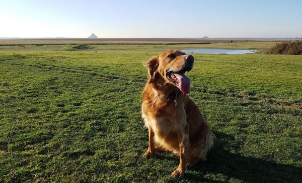 Visiter le Mont Saint-Michel et sa baie avec mon chien