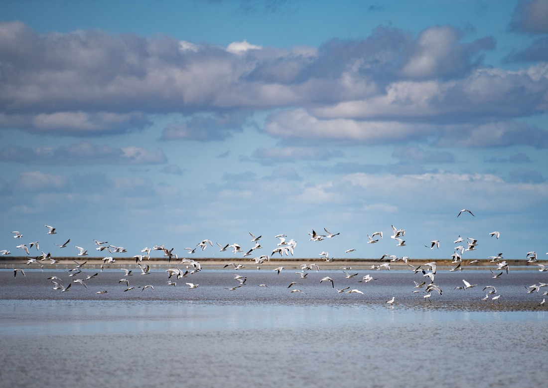 Oiseaux baie du mont