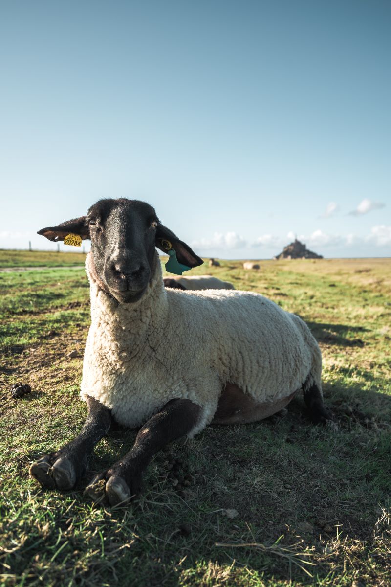 Moutons de pré salé
