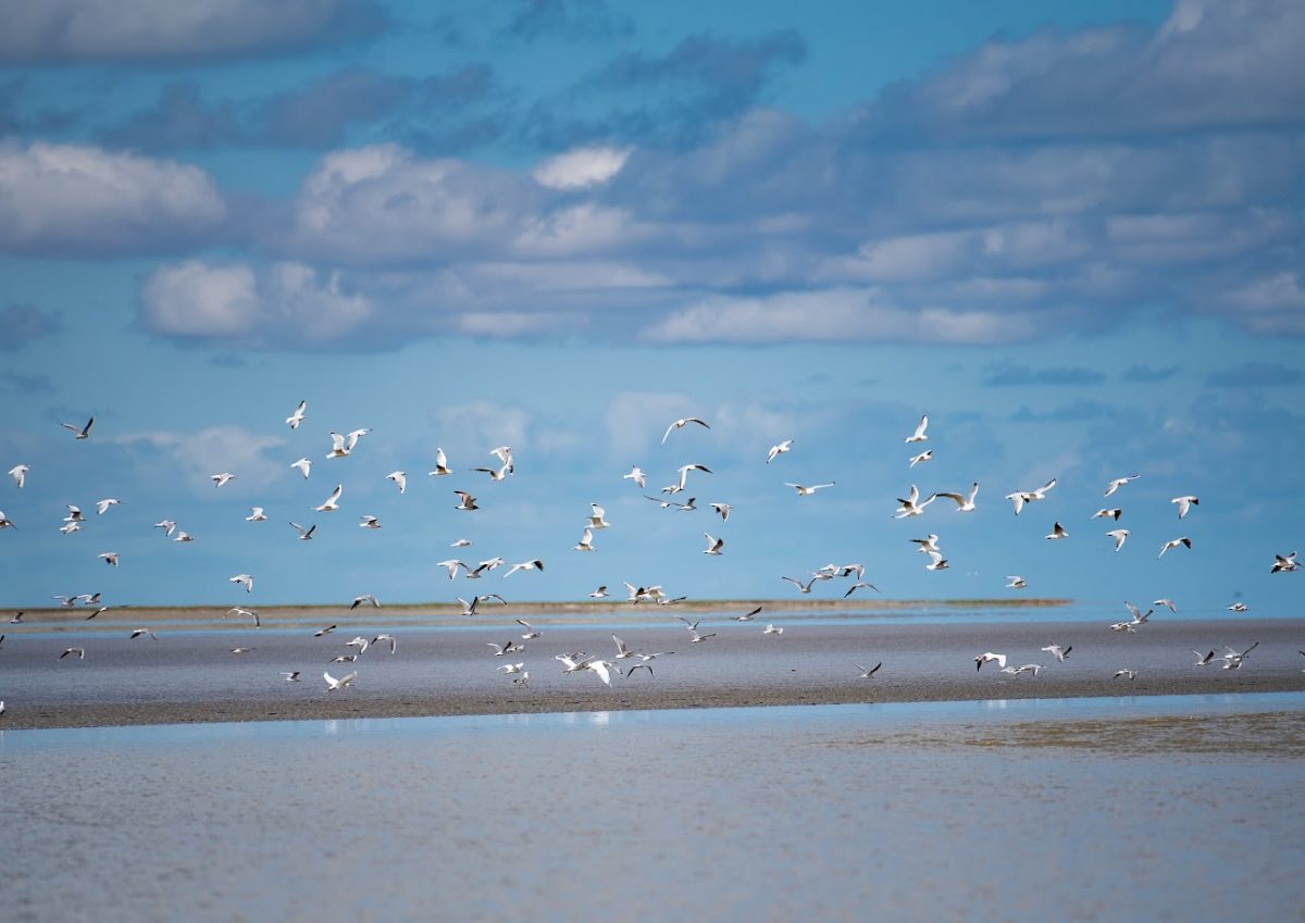 Oiseaux volant dans la baie