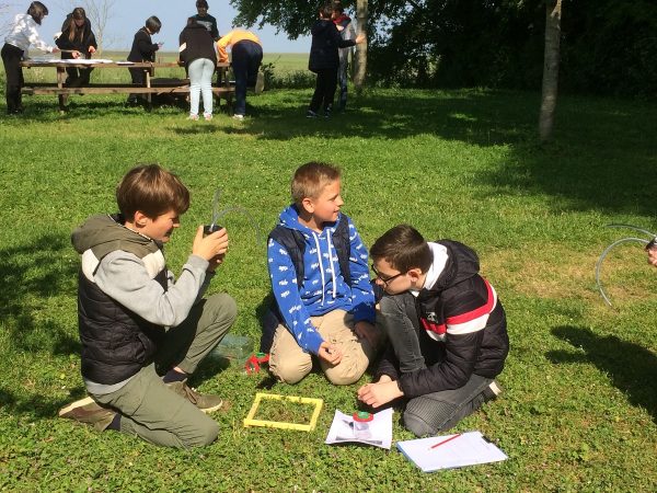 Sortie découverte des insectes : des bêtes pas si bêtes !