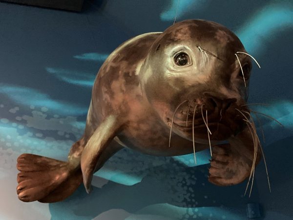 P&rsquo;tite visite sur les phoques dans la baie du Mont Saint-Michel