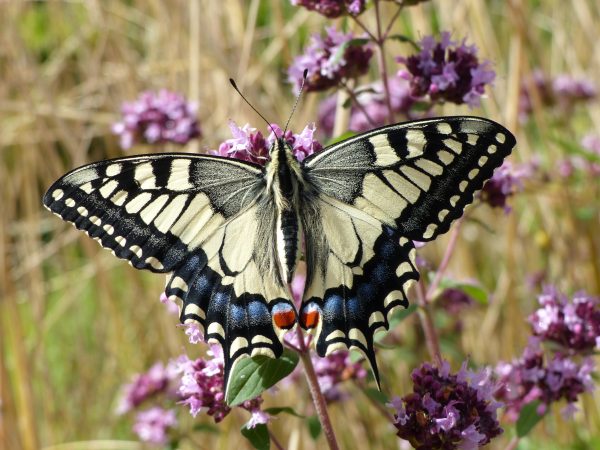 En&rsquo;quête d&rsquo;insectes !