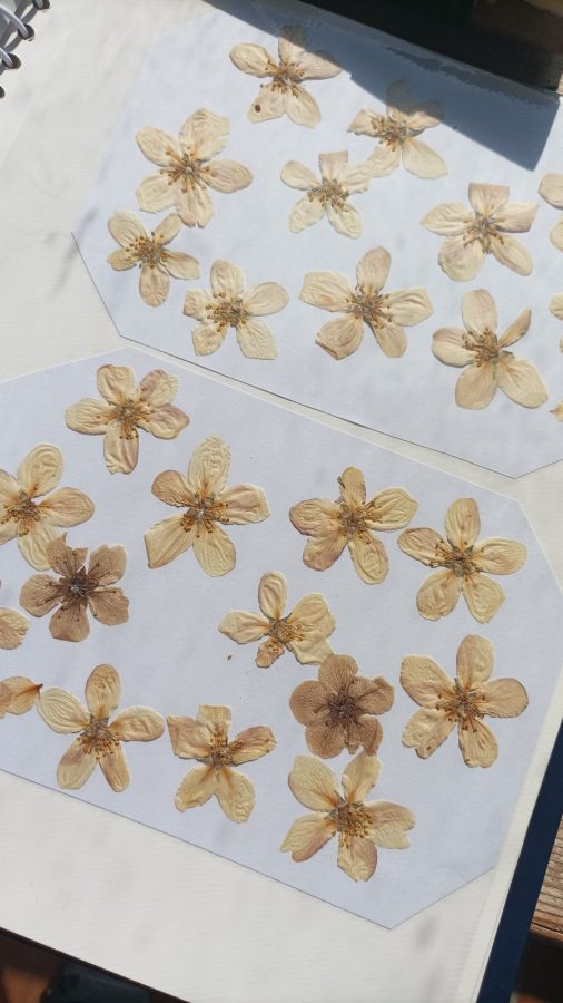 Emilie-Manceau-Ecouves-et-Merveilles