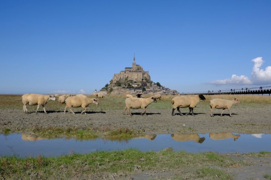 Moutons-au-Mont