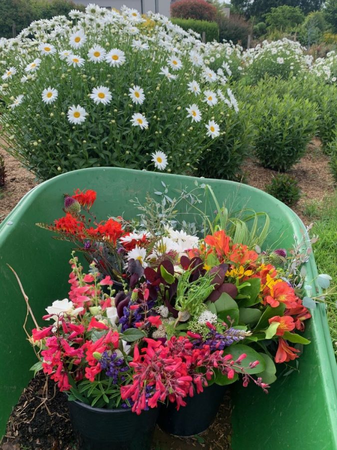 Romagny-Parcelle-Fleurie3