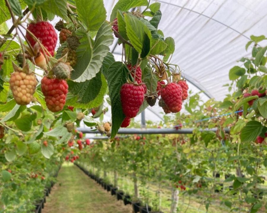 Saint-Laurent-de-Terregatte-Ferme-Montfruit-du-Bocage1
