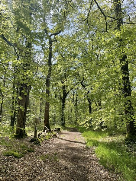 Sophro&rsquo;balade au bois d&rsquo;Ardennes