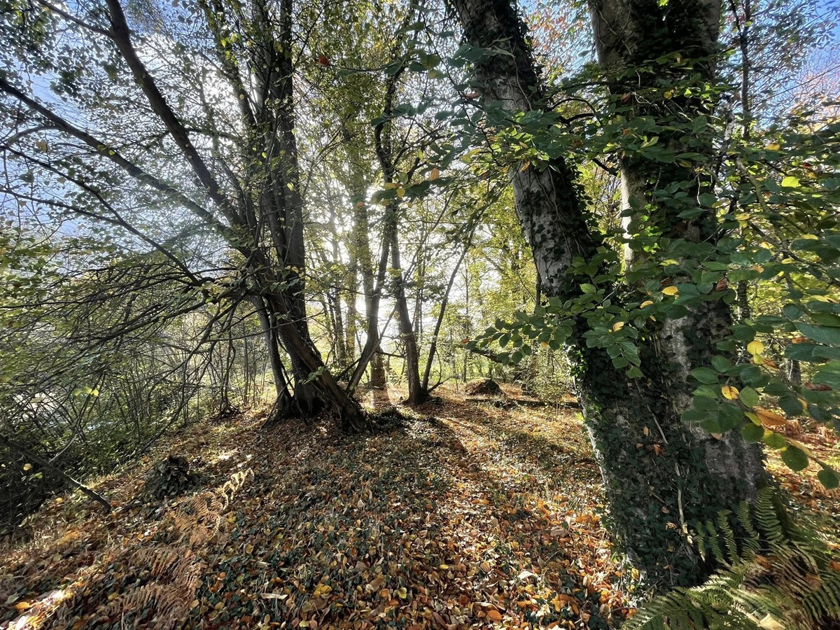 Sophro&rsquo;balade au bois d&rsquo;Ardennes