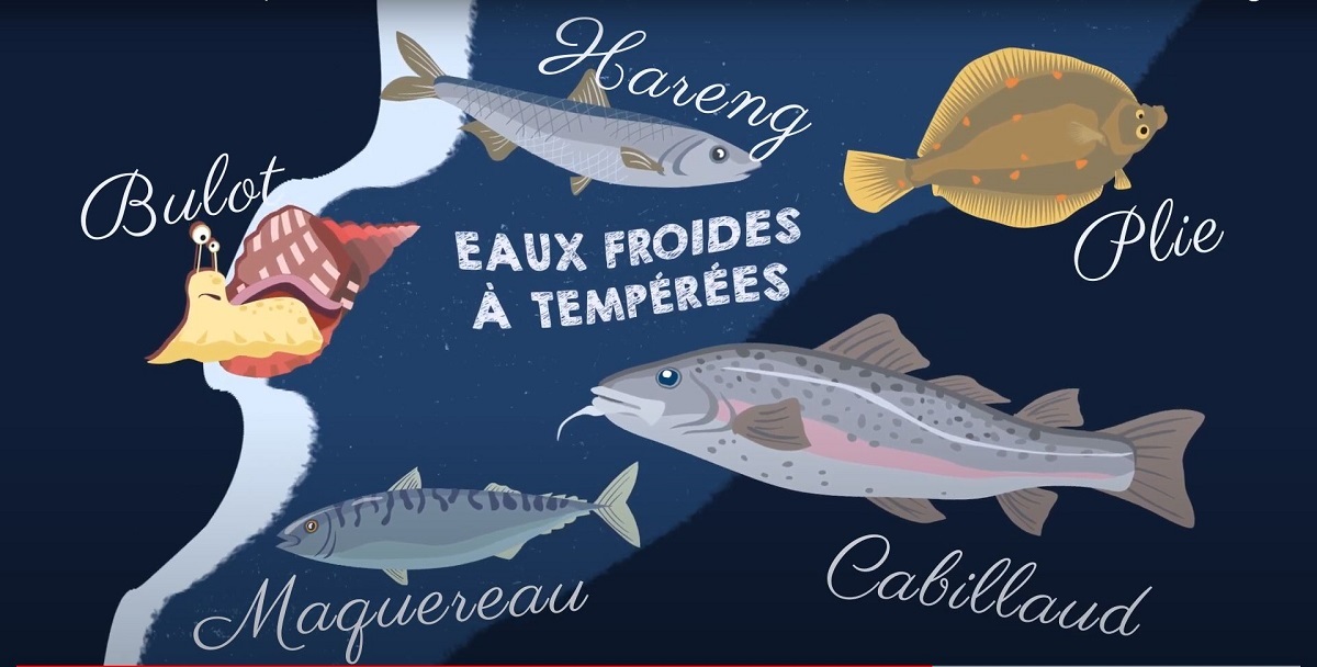 P&rsquo;tite visite sur les poissons